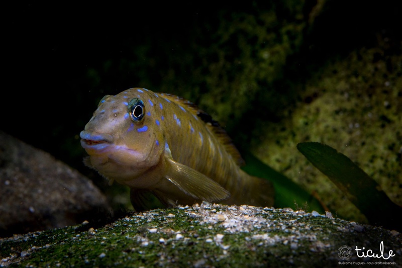 Spathodus cf. erythrodon 'Kekese'